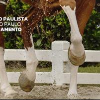 Programa Campeonato