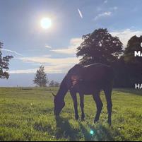 Programa CSE Haras 